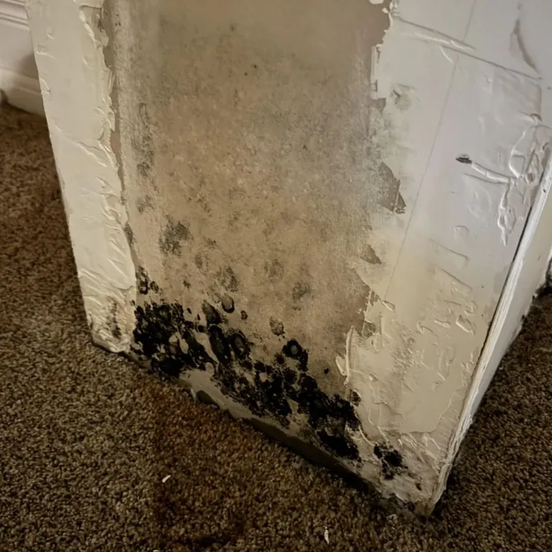 Professional Mold Removal in El Cerrito Corona, CA
